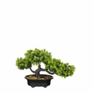 Bonsai træ 21 cm højt